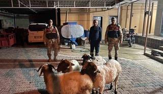 Kilis&rsquo;te kayıp k&uuml;&ccedil;&uuml;kbaş hayvanlar bulundu