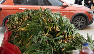 Değeri altınla yarışıyor! Kendiliğinden yetişiyor bir&ccedil;ok hastalığa şifa