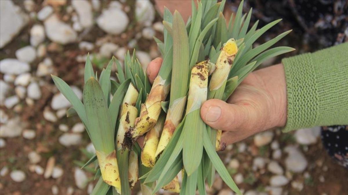 Değeri altınla yarışıyor! Kendiliğinden yetişiyor birçok hastalığa şifa 3