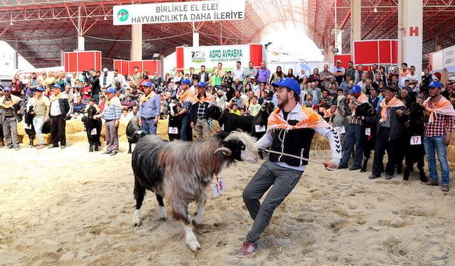 4. Teke Yöresi Tarım ve Hayvancılık Fuarı 26 Nisan’da başlıyor