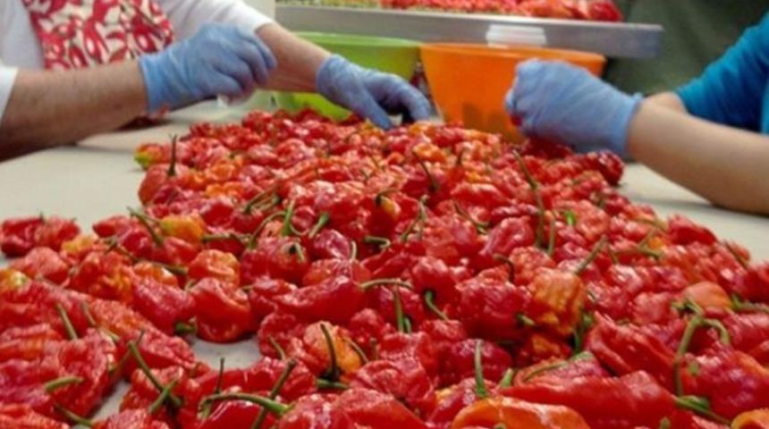 D&uuml;nyanın en acı biberini yedi hastanelik oldu