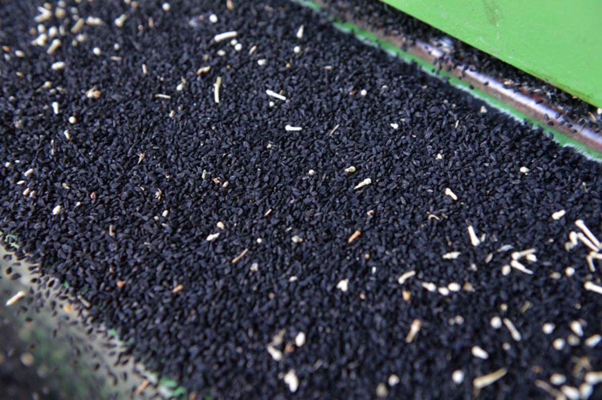 Anadolu&rsquo;nun gizli hazinesi! Tek başına doğal ecza dolabı, değerini bilen az 1