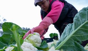 &Ccedil;ift&ccedil;ilere 19,5 milyar lira tarımsal destekleme &ouml;demesi bug&uuml;n yapılacak