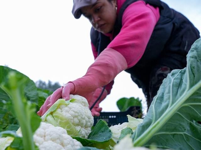 &Ccedil;ift&ccedil;ilere 19,5 milyar lira tarımsal destekleme &ouml;demesi bug&uuml;n yapılacak