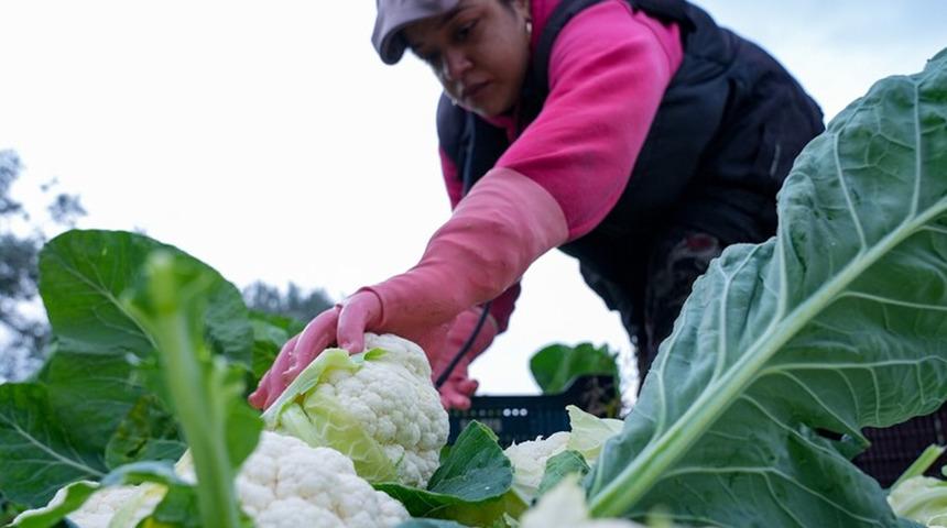 &Ccedil;ift&ccedil;ilere 19,5 milyar lira tarımsal destekleme &ouml;demesi bug&uuml;n yapılacak