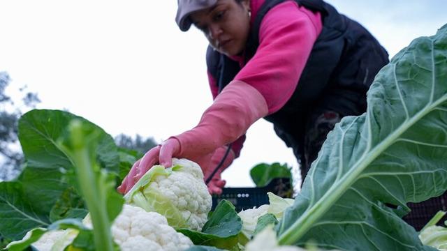 Çiftçilere 19,5 milyar lira tarımsal destekleme ödemesi bugün yapılacak