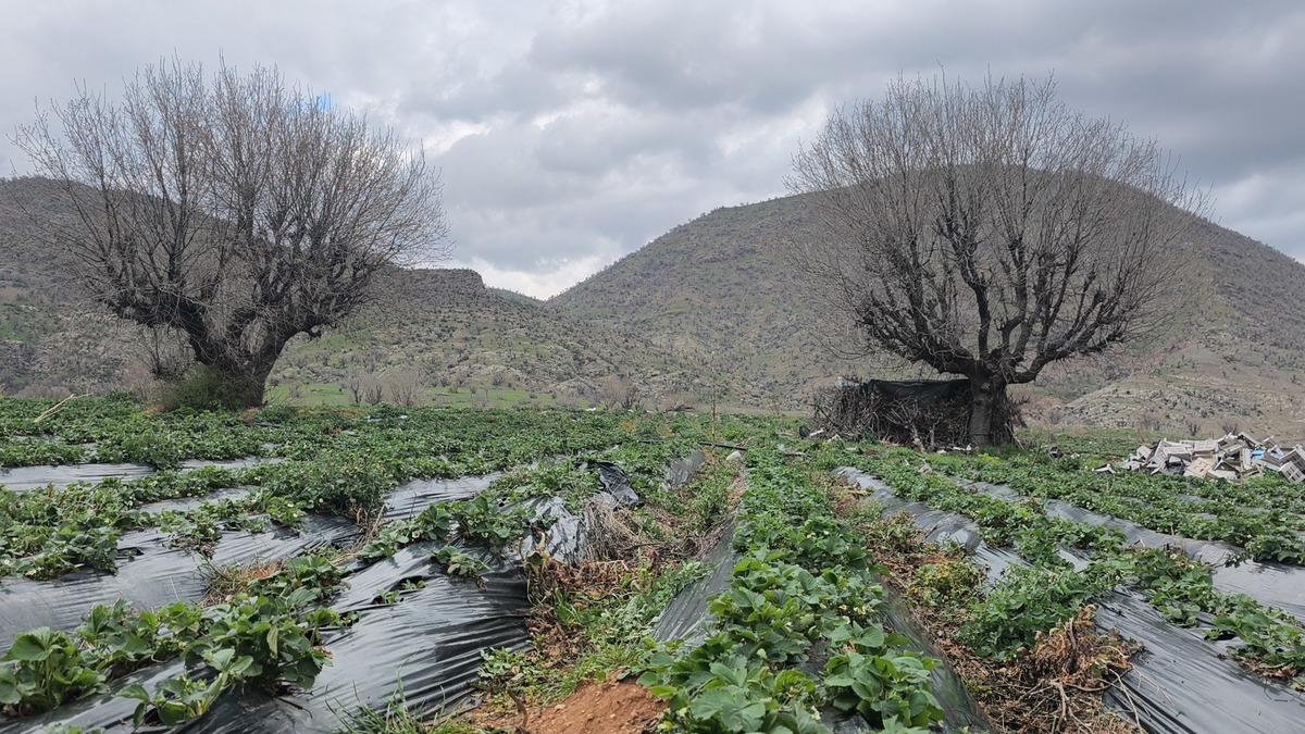 Coğrafi işaretli Sason &ccedil;ileğini dolu vurdu! Hasat ertelendi 7