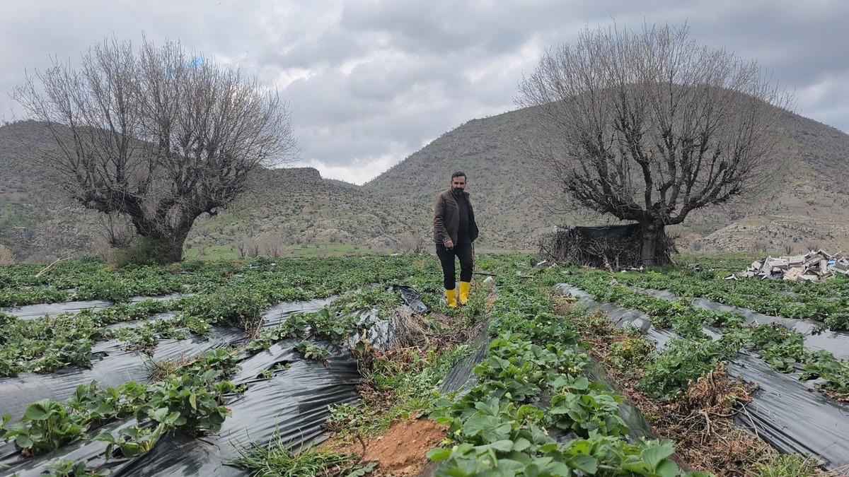 Coğrafi işaretli Sason &ccedil;ileğini dolu vurdu! Hasat ertelendi 6