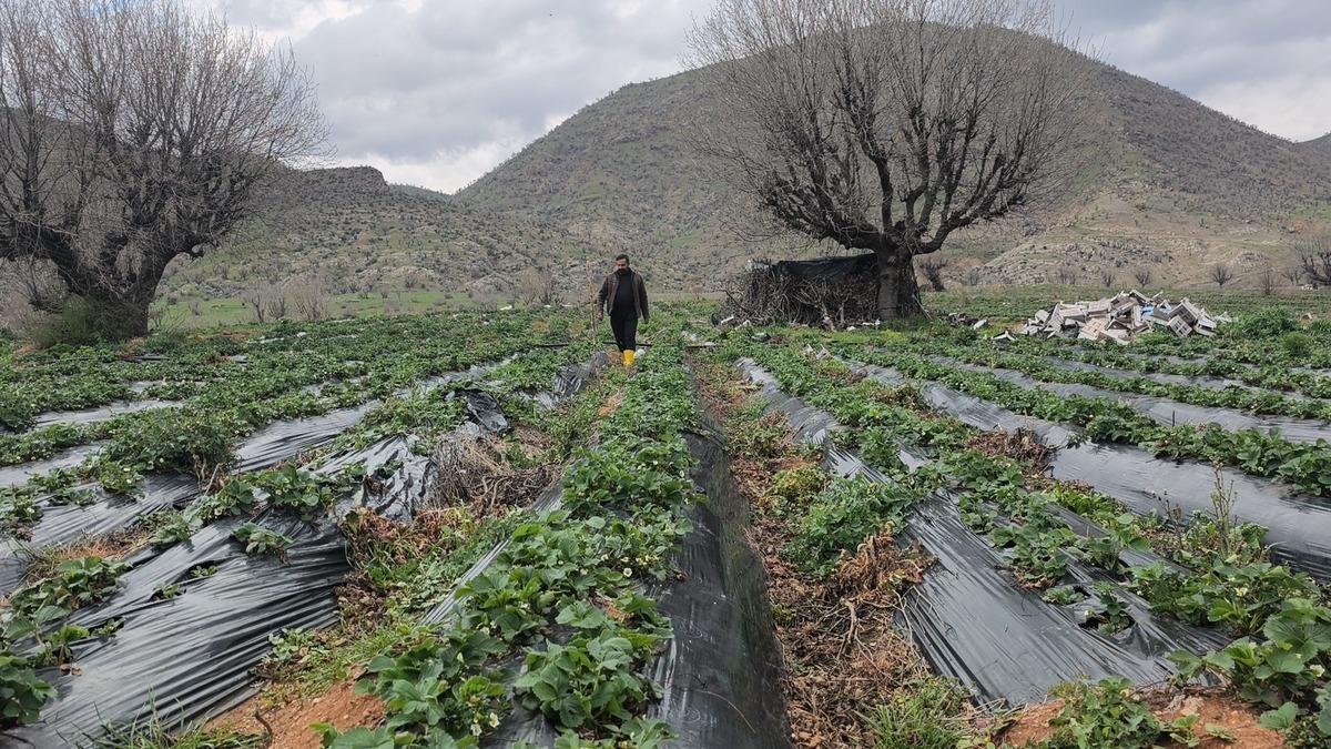 Coğrafi işaretli Sason &ccedil;ileğini dolu vurdu! Hasat ertelendi 5