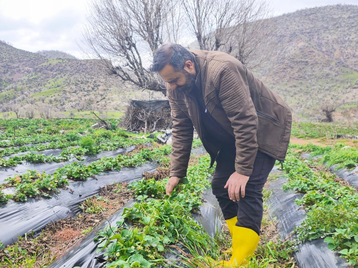 Coğrafi işaretli Sason &ccedil;ileğini dolu vurdu! Hasat ertelendi 4