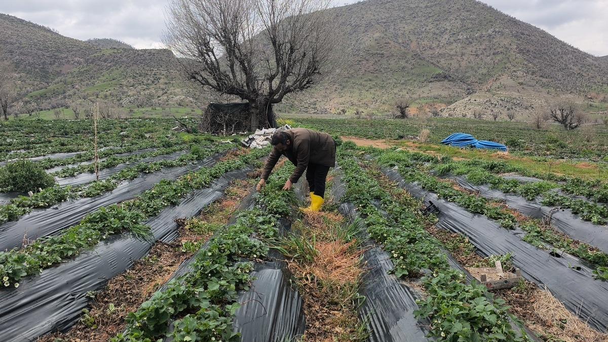 Coğrafi işaretli Sason &ccedil;ileğini dolu vurdu! Hasat ertelendi 3