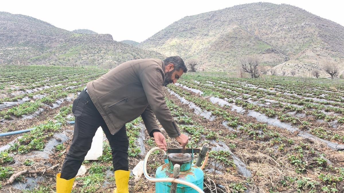 Coğrafi işaretli Sason &ccedil;ileğini dolu vurdu! Hasat ertelendi 2