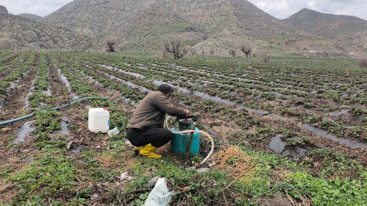 Coğrafi işaretli Sason &ccedil;ileğini dolu vurdu! Hasat ertelendi 1