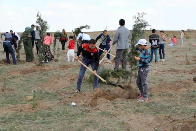 Talas yeşillenmeye doymuyor