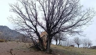 Yuvarlanan kaya par&ccedil;asını ağa&ccedil; tuttu