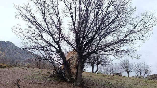 Yuvarlanan kaya parçasını ağaç tuttu