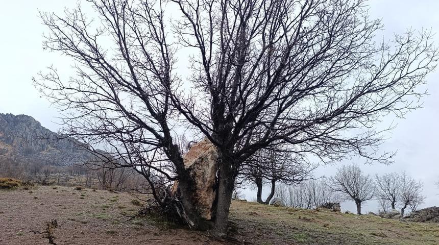 Yuvarlanan kaya par&ccedil;asını ağa&ccedil; tuttu