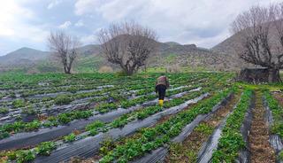Coğrafi işaretli Sason &ccedil;ileğini dolu vurdu! 