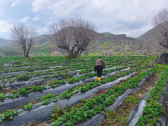 Coğrafi işaretli Sason &ccedil;ileğini dolu vurdu! Hasat ertelendi
