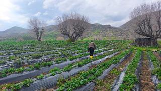 Coğrafi işaretli Sason çileğini dolu vurdu! Hasat ertelendi