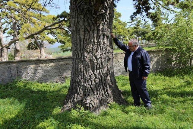 Vali Nayir, 5 asırlık meşe ağacını inceledi