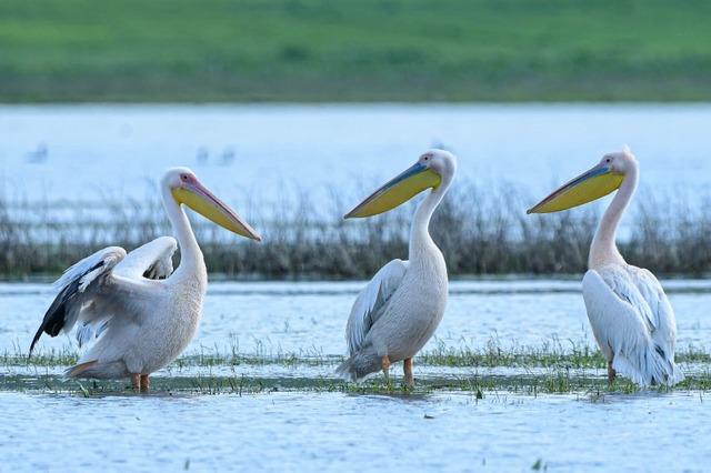Göç yolundaki pelikanlar Boğazköy Barajı nda mola verdi 7