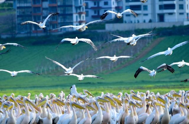 Göç yolundaki pelikanlar Boğazköy Barajı nda mola verdi 6