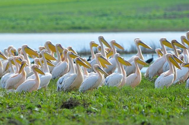 Göç yolundaki pelikanlar Boğazköy Barajı nda mola verdi 5