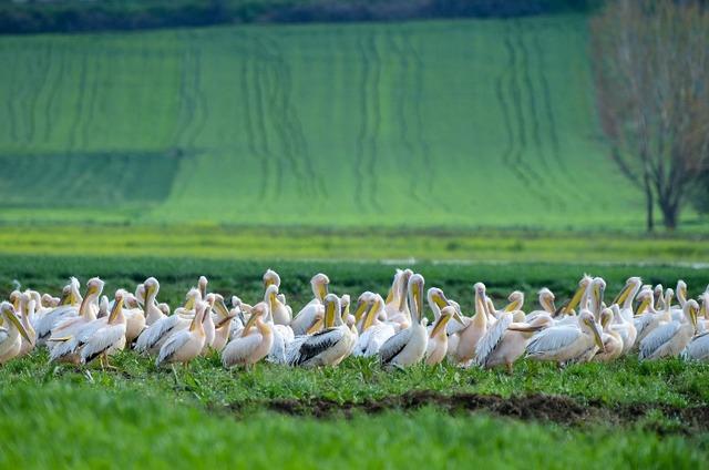 Göç yolundaki pelikanlar Boğazköy Barajı nda mola verdi 4