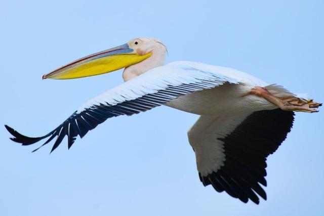 Göç yolundaki pelikanlar Boğazköy Barajı nda mola verdi 3