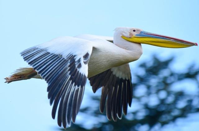 Göç yolundaki pelikanlar Boğazköy Barajı nda mola verdi 2