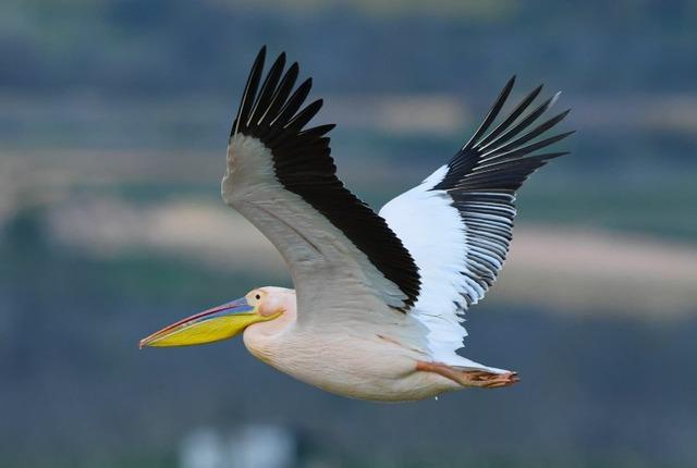 Göç yolundaki pelikanlar Boğazköy Barajı nda mola verdi 1