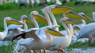 Göç yolundaki pelikanlar Boğazköy Barajı'nda mola verdi