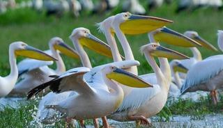 G&ouml;&ccedil; yolundaki pelikanlar Boğazk&ouml;y Barajı'nda mola verdi