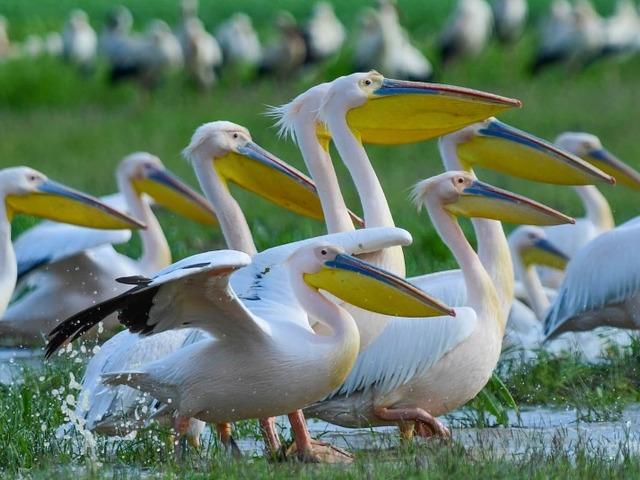 G&ouml;&ccedil; yolundaki pelikanlar Boğazk&ouml;y Barajı'nda mola verdi