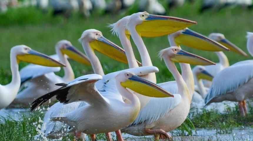G&ouml;&ccedil; yolundaki pelikanlar Boğazk&ouml;y Barajı'nda mola verdi