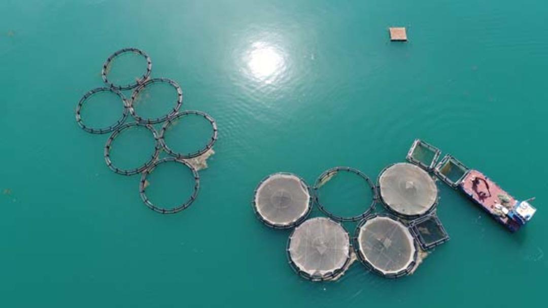 Fırat Nehri'nden yurt dışına alabalık ihracatı