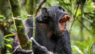 Şempanzeler arasında 'i&ccedil; savaş' &ccedil;ıktı! 24 saldırıda 17 yavru &ouml;ld&uuml;