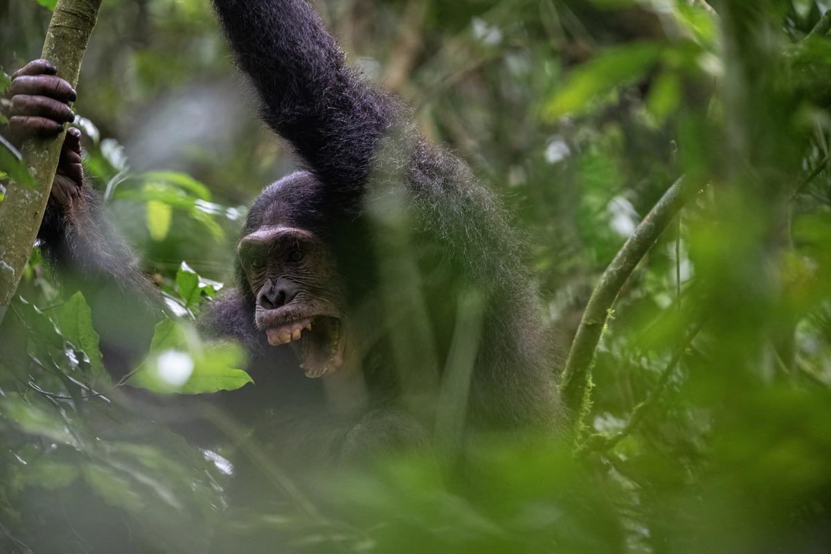 Şempanzeler arasında  i&ccedil; savaş  &ccedil;ıktı! 24 saldırıda 17 yavru &ouml;ld&uuml; 1