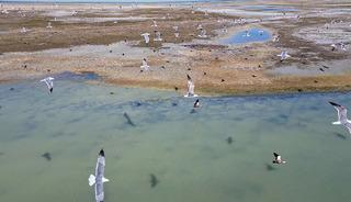 Van G&ouml;l&uuml; kıyısında ortaya &ccedil;ıktı, g&ouml;renler g&ouml;zlerine inanamadı!