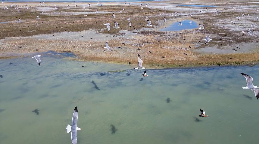 Van G&ouml;l&uuml; kıyısında ortaya &ccedil;ıktı, g&ouml;renler g&ouml;zlerine inanamadı!