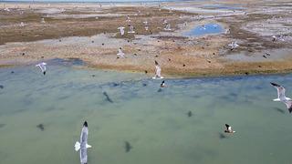 Van Gölü kıyısında ortaya çıktı, görenler gözlerine inanamadı!