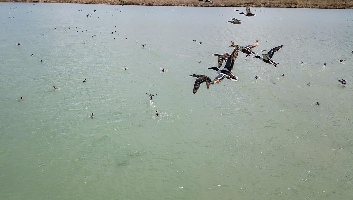 Van G&ouml;l&uuml; kıyısında ortaya &ccedil;ıktı, g&ouml;renler g&ouml;zlerine inanamadı! 1