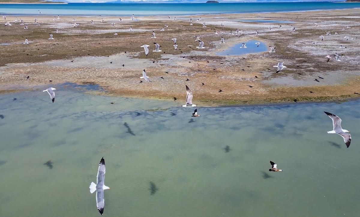 Van G&ouml;l&uuml; kıyısında ortaya &ccedil;ıktı, g&ouml;renler g&ouml;zlerine inanamadı! 3