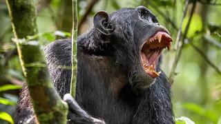 Son dakika: Şempanzeler arasında 'i&ccedil; savaş' &ccedil;ıktı! 24 saldırıda 17 yavru &ouml;ld&uuml;