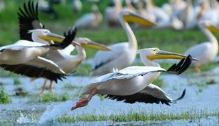 G&ouml;&ccedil; yolundaki pelikan s&uuml;r&uuml;s&uuml;n&uuml;n Bursa molası