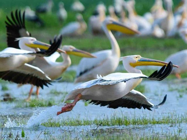 G&ouml;&ccedil; yolundaki pelikan s&uuml;r&uuml;s&uuml;n&uuml;n Bursa molası