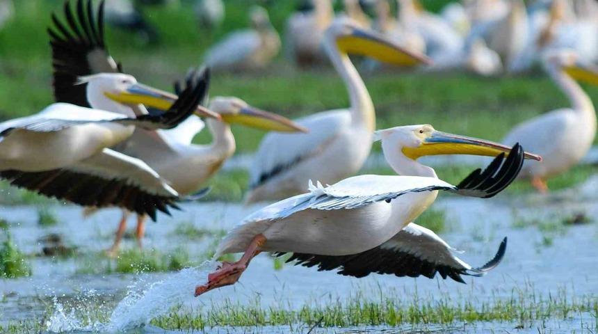 G&ouml;&ccedil; yolundaki pelikan s&uuml;r&uuml;s&uuml;n&uuml;n Bursa molası