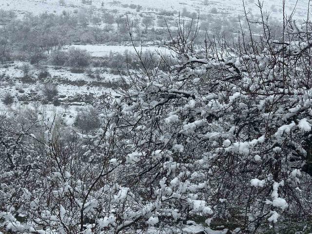 Malatya’da kayısı bahçeleri kar altında kaldı 3