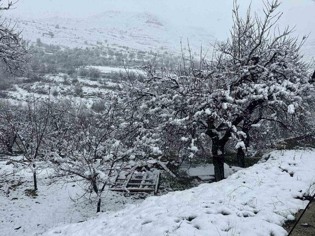 Malatya’da kayısı bahçeleri kar altında kaldı 2